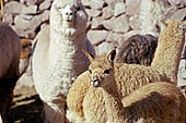 Llama breeding in Peruvian puna 